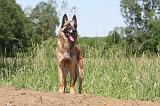 MALINOIS 817